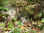 Raccoon%20-%20Photo%20by%20Ryan%20Cole